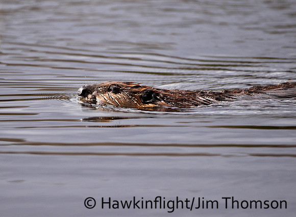 North American Beaver