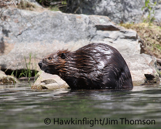 North American Beaver