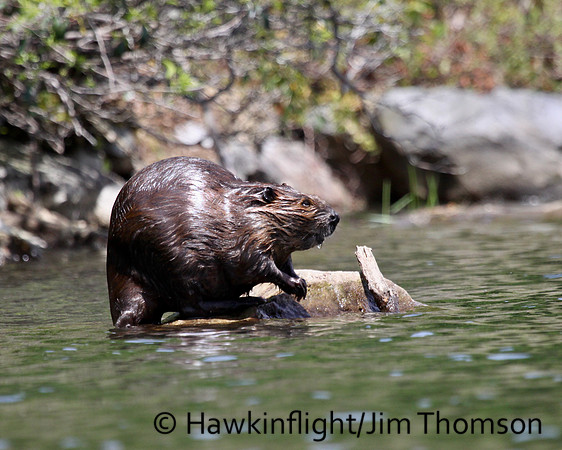 North American Beaver