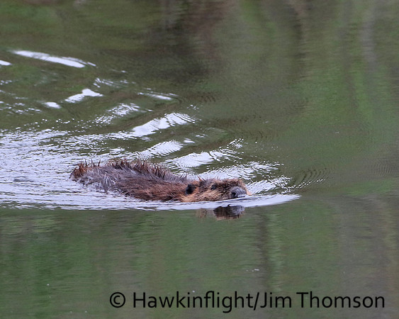 North American Beaver