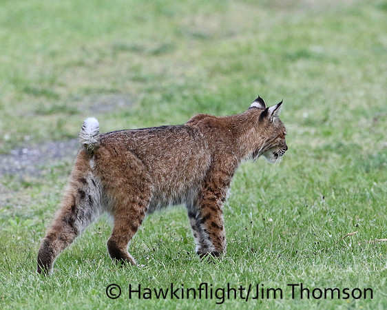 Bobcat