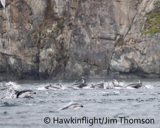 Pacific White-sided Dolphin