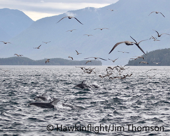 Pacific White-sided Dolphin