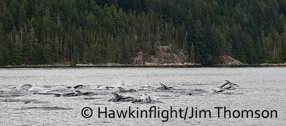 Pacific White-sided Dolphin