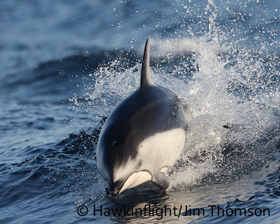 Pacific White-sided Dolphin