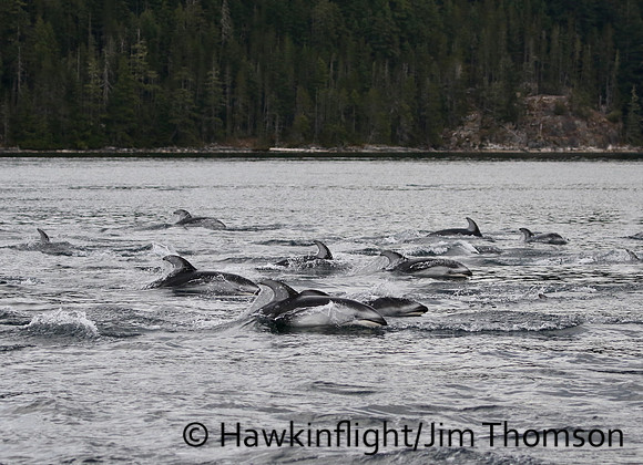 Pacific White-sided Dolphin