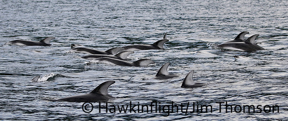 Pacific White-sided Dolphin