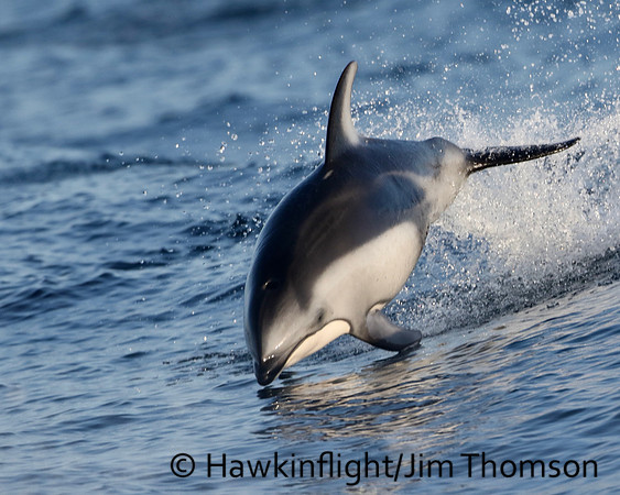Pacific White-sided Dolphin