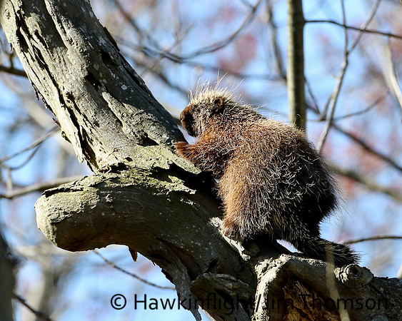 Porcupine