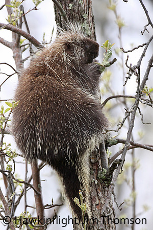 Porcupine