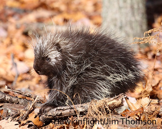 Porcupine