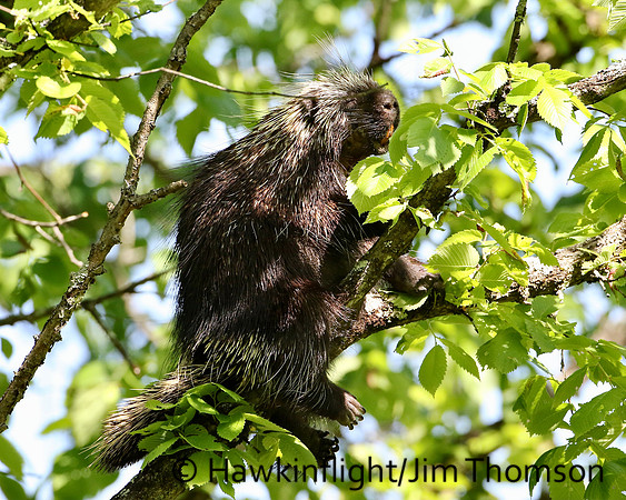 Porcupine