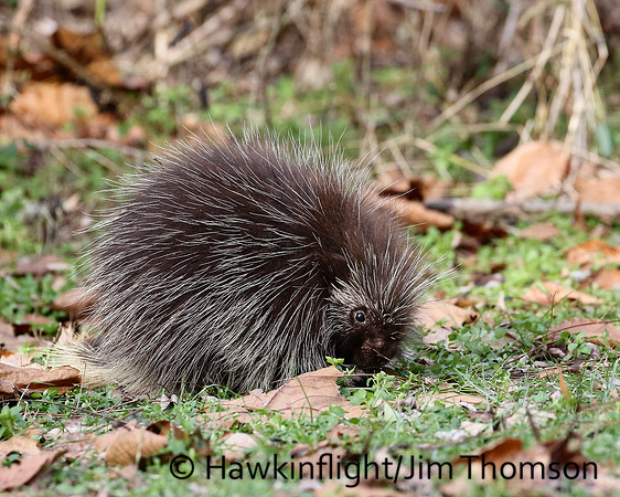 Porcupine