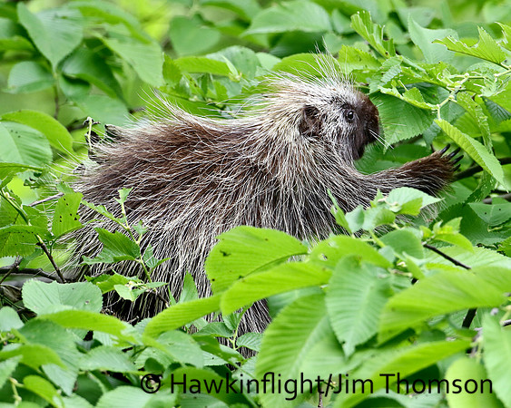 Porcupine