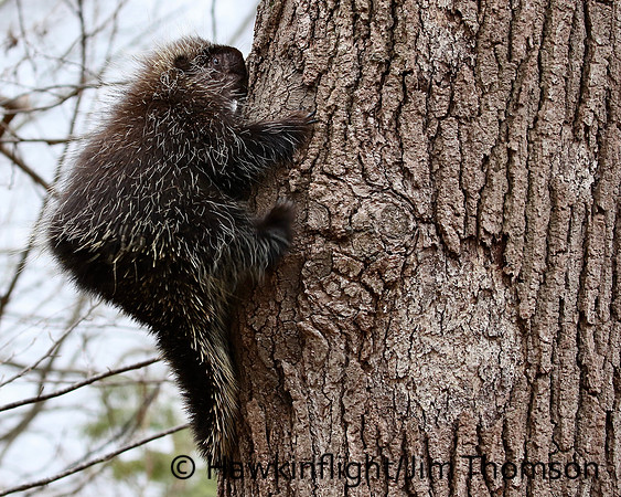 Porcupine