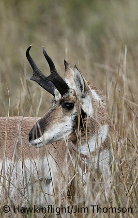 Pronghorn