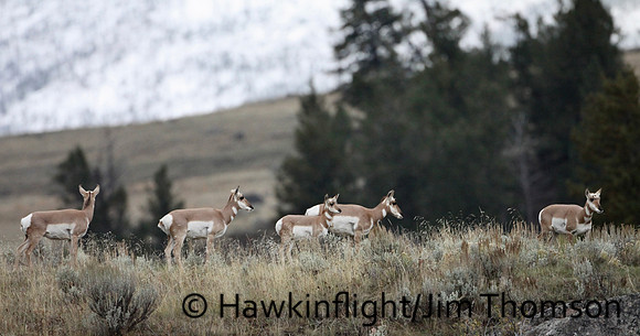 Pronghorn