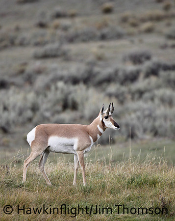 Pronghorn