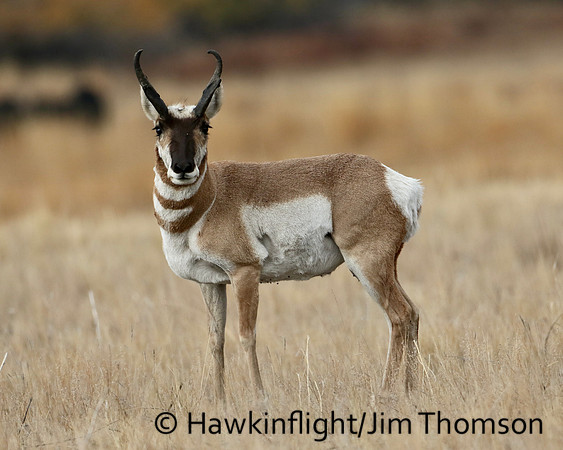 Pronghorn