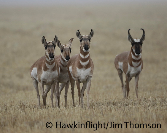 Pronghorn