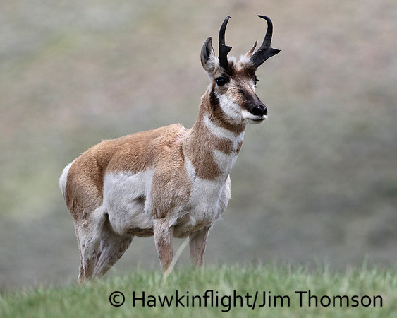 Pronghorn