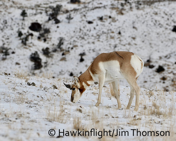 Pronghorn
