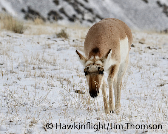 Pronghorn