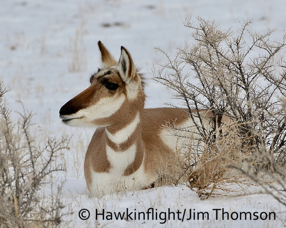 Pronghorn