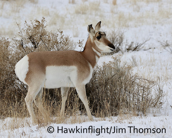 Pronghorn