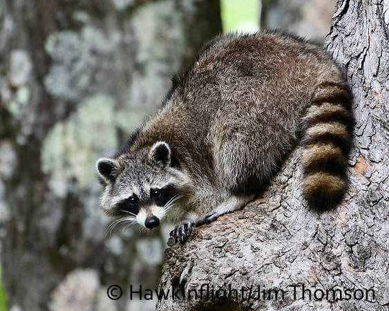 Raccoon