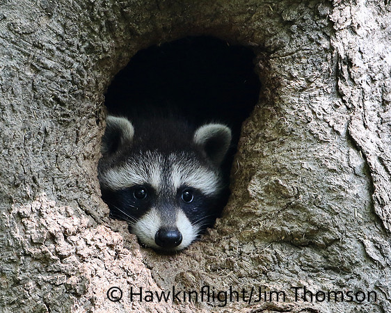 Raccoon