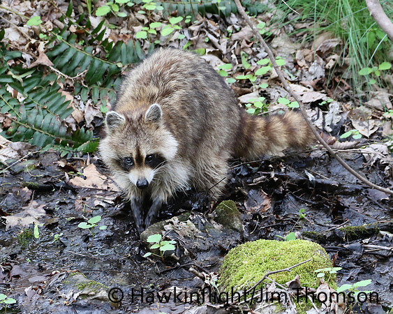 Raccoon