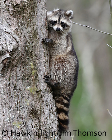 Raccoon