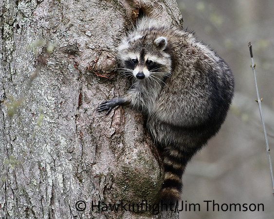 Raccoon