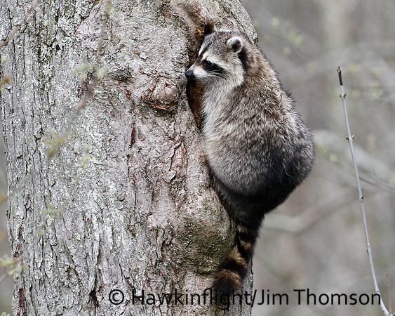 Raccoon