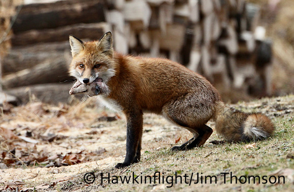 Red Fox