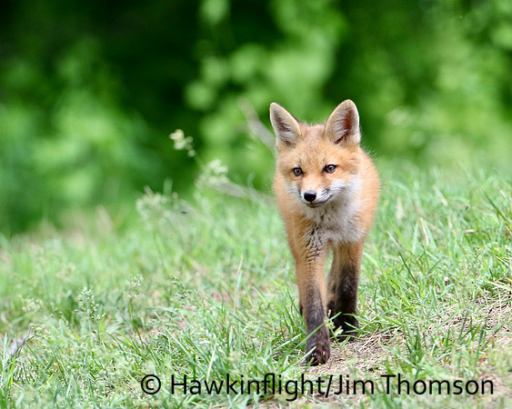 Red Fox
