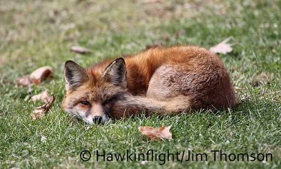 Red Fox