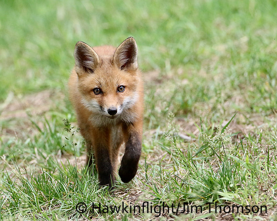 Red Fox