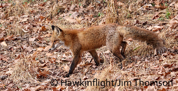 Red Fox
