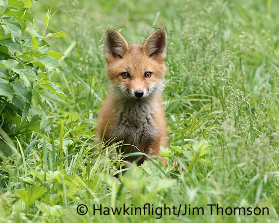 Red Fox