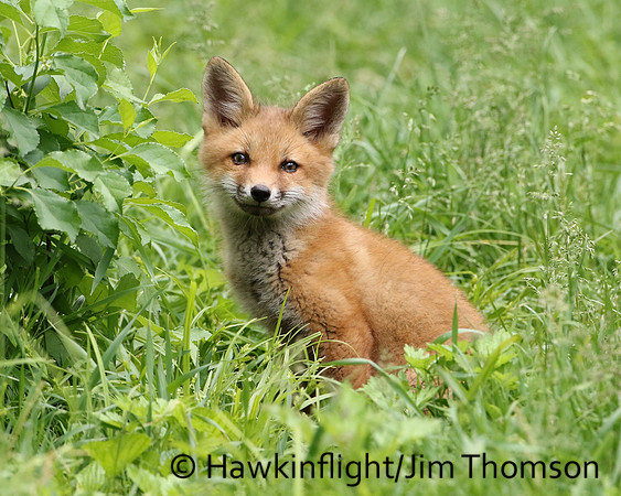 Red Fox