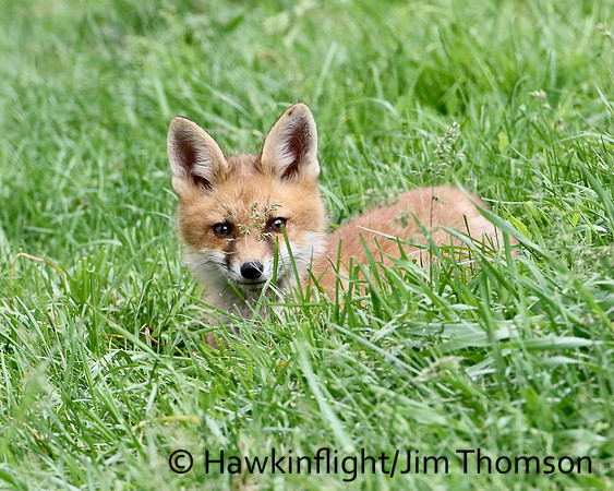 Red Fox