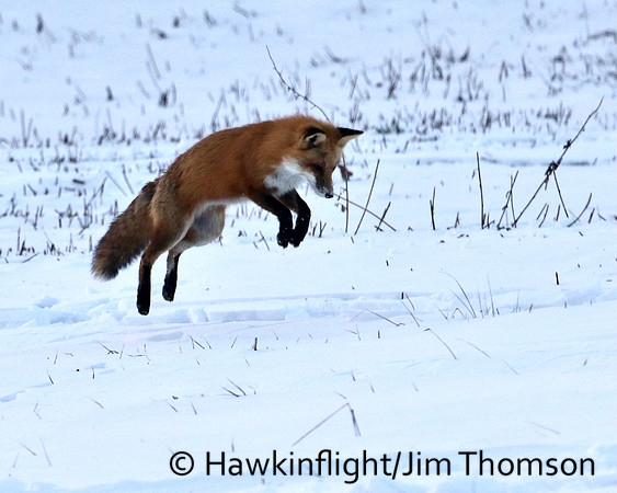 Red Fox