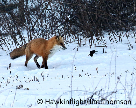 Red Fox