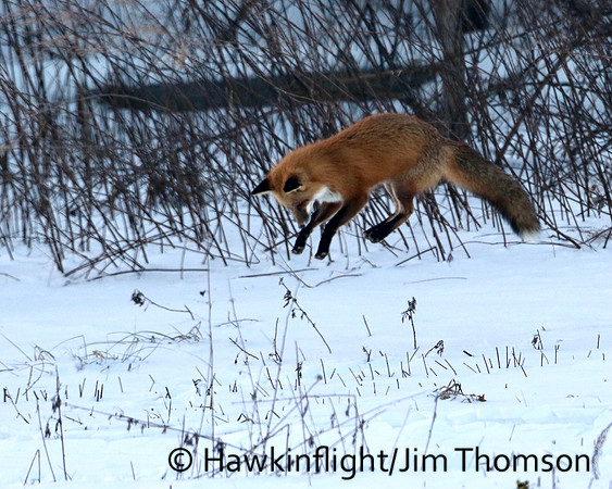 Red Fox