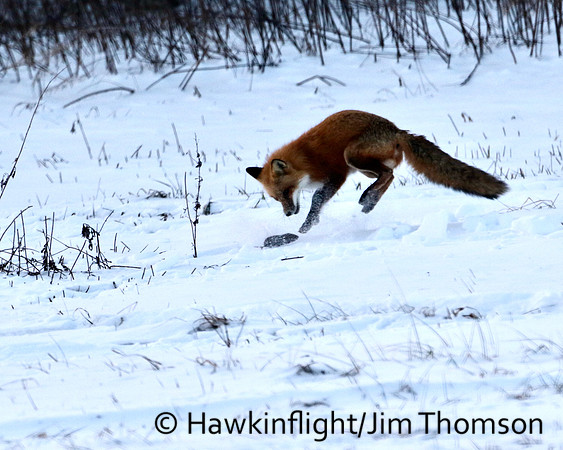 Red Fox