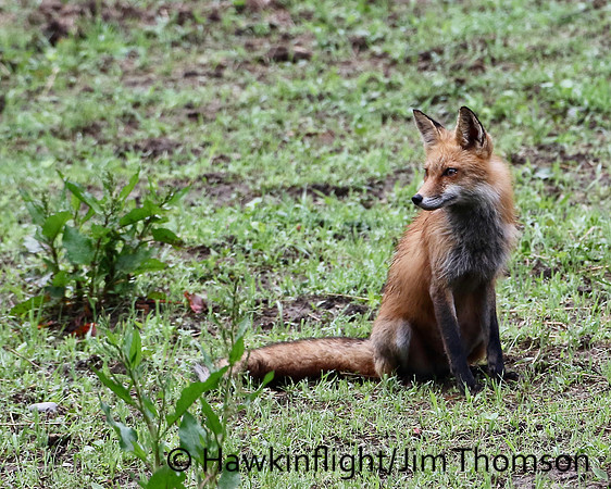 Red Fox