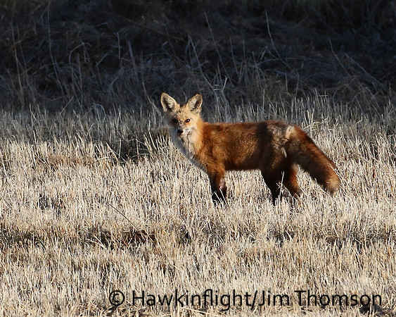 Red Fox