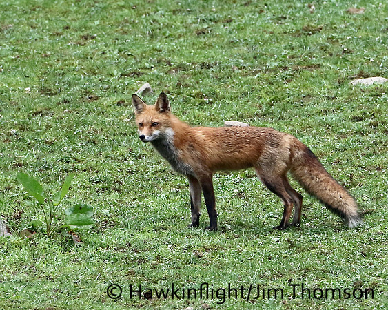 Red Fox